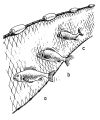 Ready-Made Soil Sinker Fishing Net – 50MD – 50/100 Feet – 2.5" & 3" Mesh. 