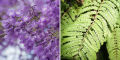 Jacaranda / Fern Tree \ Blue Jacaranda Tree Seeds - Flower Tree. 