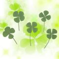 Q81D 10 Pcs Real Dried Pressed 4-leaf Clover Dried Flowers Leaves Epoxy Mold Fillers for DIY Resin Crafts,Soap Candle Making. 