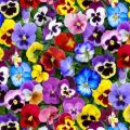 All in One Winter Flowering Imported Seeds Pack. 