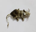Soft Rubber Rat Toy - Realistic Wild Animal Figure for Kids' Learning & Fun. 