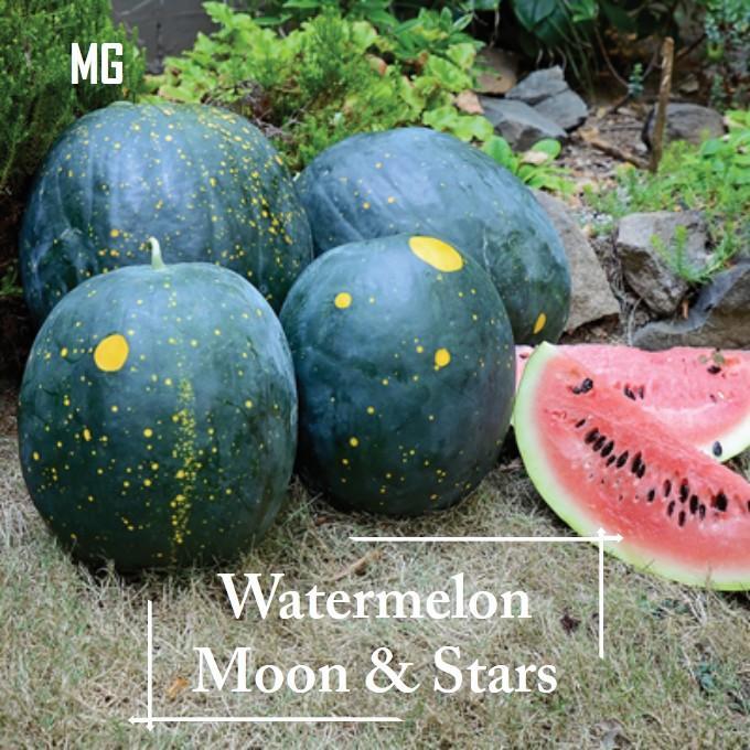 * Super rare * watermelon Moon & Stars seeds-10 seed Moon & Star Star Moon watermelon * easy to grow *-mango garden