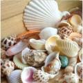 Premium Quality Shalls Pack Best Quality & Beautiful Shapes Natural Seashells Pack For Home & Room Decoration. 