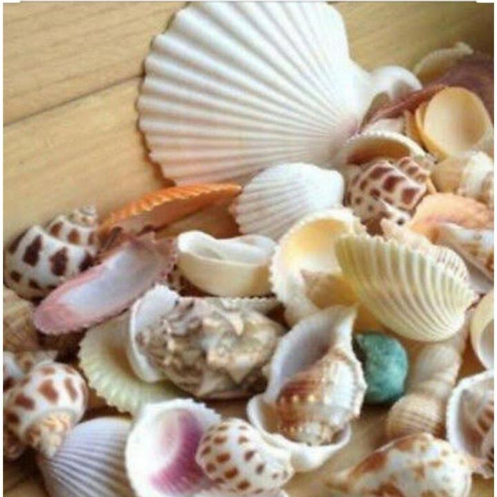Premium Quality Shalls Pack Best Quality & Beautiful Shapes Natural Seashells Pack For Home & Room Decoration