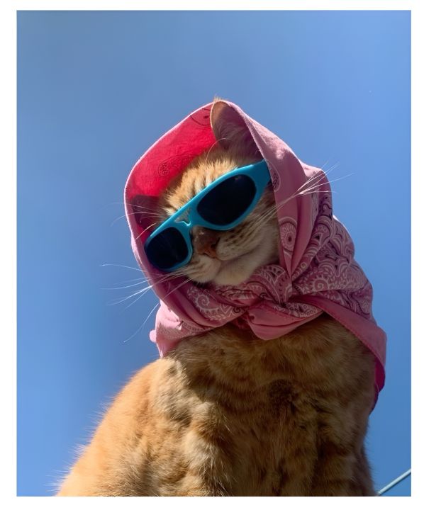 Funny%20Cat%20Meme%20Stickers%20Pack,%20Digital%20Funny%20Cat%20Memes,%20Viral%20Funny%20Cats,%20Laptop%20Stickers,%20Mobile%20Stickers,%20Decals.%20Phone%20Stickers%20-%20Image%207