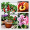 Bonsai Peach Fruit Tree Seeds. 