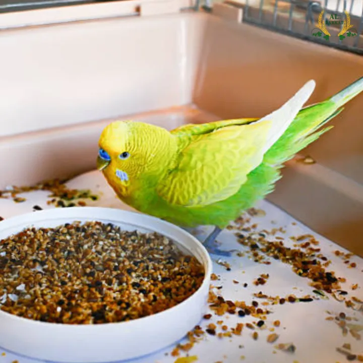 Premium%20Parrot%20Seed%20Mix%20-%20Nutrient-Rich%20Parrot%20Feed%20&%20Parrots%20Feed%20Blend%20in%20Resealable%201kg,%203kg,%205kg%20Packs.%20Ideal%20for%20Use%20in%20Any%20Parrot%20Seed%20Feeder.%20A%20Complete,%20Wholesome%20Diet%20for%20Vibrant%20Health,%20Energy,%20and%20Plumage.%20-%20Image%205
