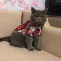 British Style Cat Clothes Summer Fashion Cat Shirts Coat For Small Cats Shirt Clothing Puppy Kitten Outfits Pet Dog Clothes. 