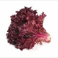 Red Lettuce Desi Open Pollinated Seeds ( 100 seeds) for home gardening. 
