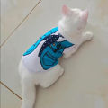 Sweet Print Sphynx Cat Clothes Costume Summer Pet Vest for Cats Gotas Rabbit Persian Kitten mascotas Clothing ubranko dla kota. 