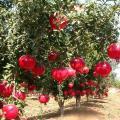 10Pcs Pomegranate Fruit Seeds. 