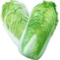 F-1 HYBRID CHINESE CABBAGE SEED kitchen gardening. 