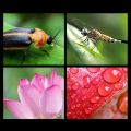 Universal Mobile Phone Lens 2 in 1 Universal 37mm 0.45X 49UV Wide Angle Macro Cell Phone Camera Lens Kit Phone Accessories-Golden. 