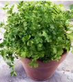 Herb – Parsley Italian Flat - Home Kitchen Gardening Seeds. 