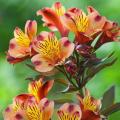Indian Summer Peruvian Lily Flower Seeds. 
