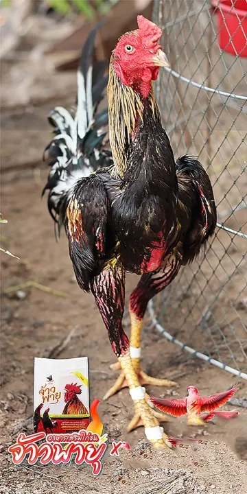 Vitamins%20Health%20Supplement%20Food%20Rooster%20Booster%20Fighting,%20Chicken%20Increasing%20Energy,%20Stronger%20&%20More%20Power%20Body%20Big%20Muscle%20500%20g%20Hen%20Food,%20Pet%20Bird%20Poultry%20Feed%20Fighting%20Gamecocks%20-%20Image%202