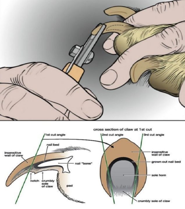 Cat%20Nail%20Clipper%20Cutter%20Dog%20Nail%20Clipper%20Cutter%20Pets%20Pet%20Toe%20Care%20Stainless%20Steel%20Dogs%20Cats%20Scissors%20Clippers%20Grooming%20Trim%20Nails%20Birds%20+%20Nail%20File%20-%20PS318%20-%20PS-GR%20-%20Image%205