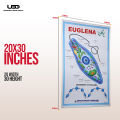 Euglena Wall Poster | Wall Chart For Science Labs Decoration | Unicellular Euglena Structure Presentation on 200 grams Card 20*30 inches. 