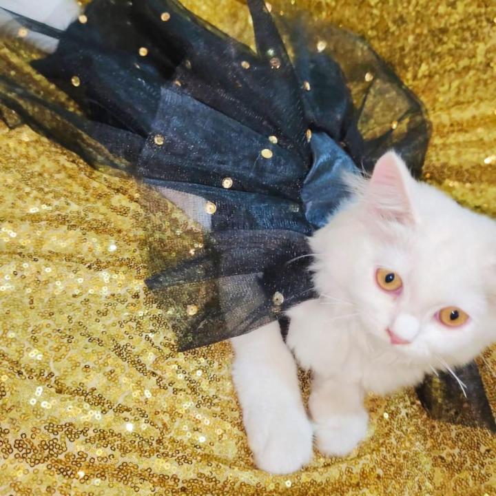 Pet dress Cat Dress Frock - black | Daraz.pk
