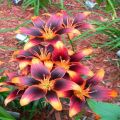 Starlette Lily Flower Seeds. 