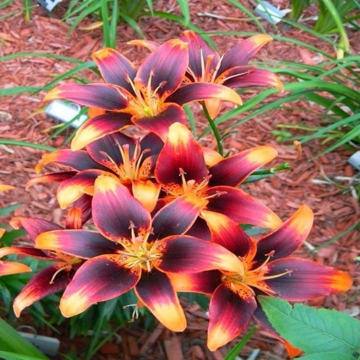 Starlette Lily Flower Seeds