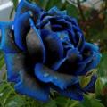 Rare Blue & Black Rose Seeds. 