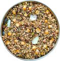 The Birds Company Premium Seed Blend of 8 Grains & Nuts, Fortified with Spirulina, Bird Food for Pigeons, 500 grams pack. 