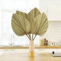 Dried Palm Leaves Room Decor 5 Pieces - 18Inch H x 10Inch W Palm Leaf. 