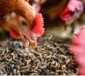 Dried meal worms BSF for birds,fish, turtle etc 50gm best quality. 