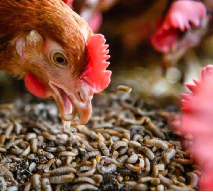 Dried%20meal%20worms%20BSF%20for%20birds,fish,%20turtle%20etc%2050gm%20best%20quality%20-%20Image%205