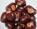Horse Chestnut Seed-100gm | Band Khorr | بندکھوڑ. 