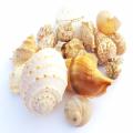 Pack of 8 Sea Snail Shells - Fish Aquarium Decoration Random Shapes & Size. 