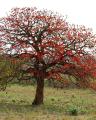 10 Gul E Nishtar - Erytherina Subrosa Bonsai Tree Seeds. 