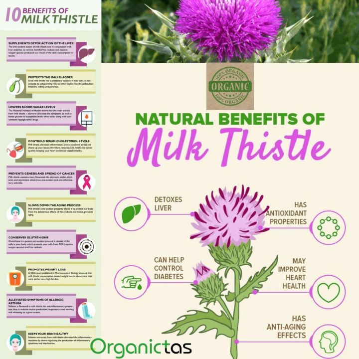 MILK%20THISTLE%20SEEDS%20-%20Organic%20for%20Tea%20Silybum%20Marianum%20Natural%20Detox%20100g%20-%20Image%207