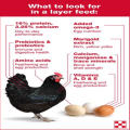 HEN FEED #13 NO. FOR EGGS PRODUCTION. 