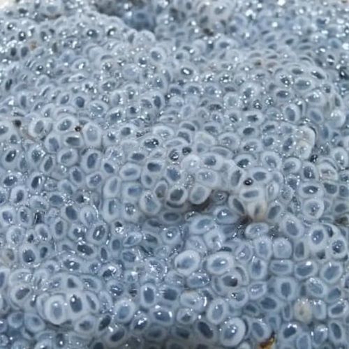 Basil%20Seeds%20%D8%AA%D8%AE%D9%85%20%D8%A8%D8%A7%D9%84%D9%86%DA%AF%D9%88%20Tukhm%20Balangu%20%D8%AA%D8%AE%D9%85%20%D9%85%D9%84%D9%86%DA%AF%D8%A7%20(100-g)%20%7C%20Hakeem%20Lahori%20-%20Image%203