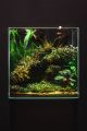1.5Ft Planted aquarium. 