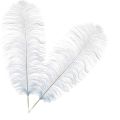 Pack Of 2 - Ostrich Feathers – Ostrich Feathers For Sale. 