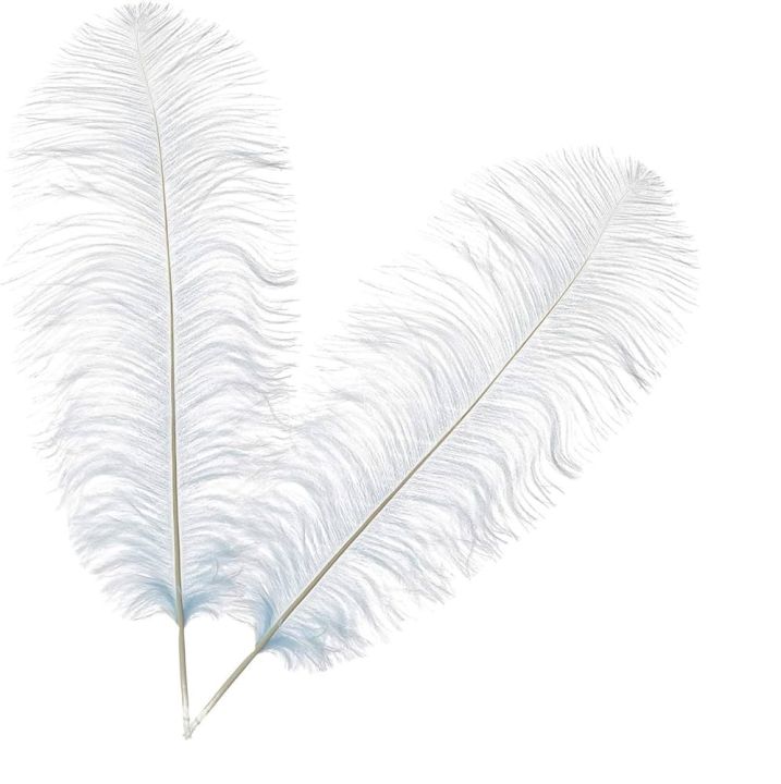 Pack Of 2 - Ostrich Feathers – Ostrich Feathers For Sale