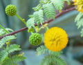 Desi Kikar - Vachellia Nilotica Acacia - Babool Tree Seeds. 