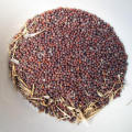 Turnip Seeds | Shaljam K Beech  | Organic & Fresh Garden Seeds. 