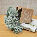 Plant No Watering False Cottonrose Hibiscus Leaf Green Plant. 