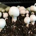 Button Mushroom Seeds. 