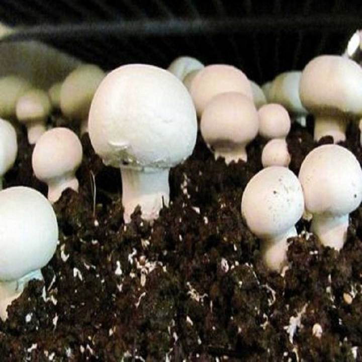 Button Mushroom Seeds