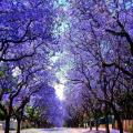 Pack of 5 Jacaranda Tree Seeds Best Blue Bonsai Plant. 