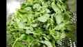 500+ Kulfa Saag Purslane - Kitchen Gardening Vegetable Seeds. 