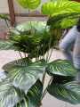 Arificial Money Green Leaf Plant. 