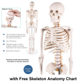 IBEX SCIENCES Skeleton Model 85cm / 2.8ft | Complete bones skeleton | Teaching Model | PVC. 