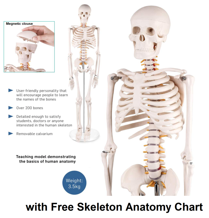 IBEX SCIENCES Skeleton Model 85cm / 2.8ft | Complete bones skeleton | Teaching Model | PVC
