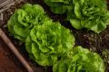 Lettuce Iceberg – Premium Seeds for Home Garden & Salads. 
